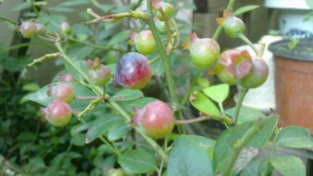 阳台蓝莓的种植方法 - 花百科