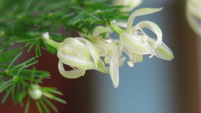 文竹会开花吗? 文竹会开花吗?