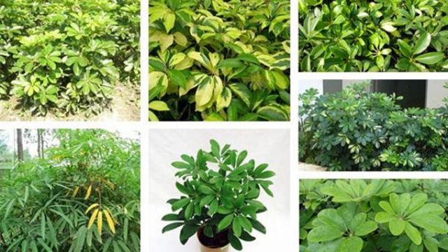 鸭脚木(鹅掌柴)常见品种 鸭脚木(鹅掌柴)常见品种