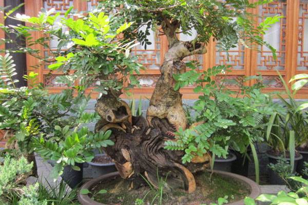 清香木盆景图片欣赏 清香木盆景图片欣赏