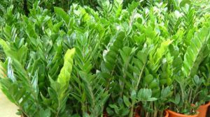 家庭养花叶子发黄防治大全 - 花百科