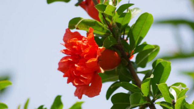 石榴花有什么作用 石榴花有什么作用