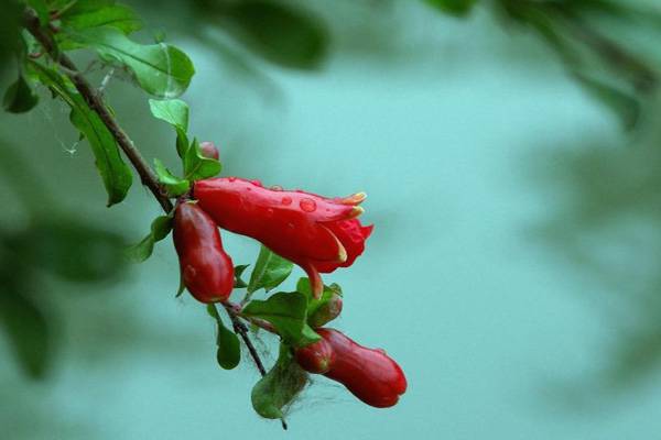 石榴花虫害及防治办法 石榴花虫害及防治办法