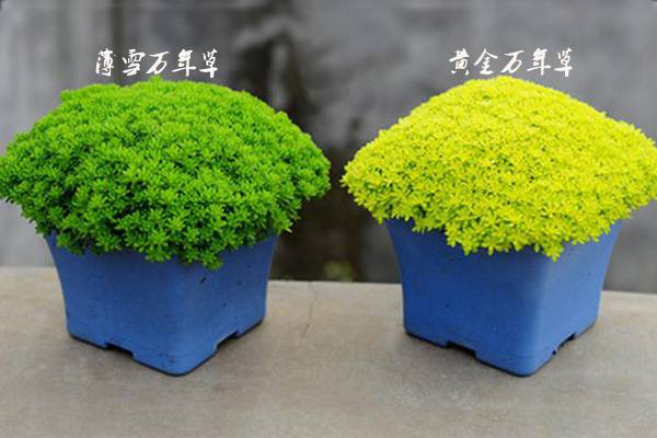 薄雪万年草