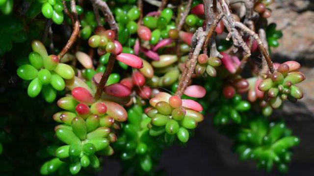 虹之玉开花吗? 虹之玉开花吗?