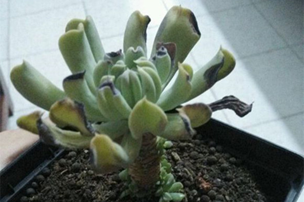 特玉莲叶片干枯腐烂怎么办 特玉莲叶片干枯腐烂怎么办