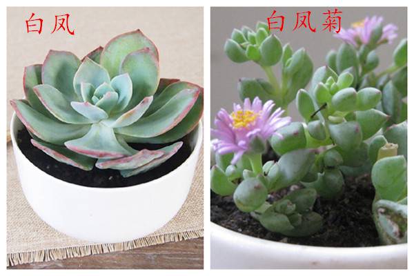 碧颜女性 植物花草 多肉植物 白凤菊种植资料简介 手机版 白凤和白凤
