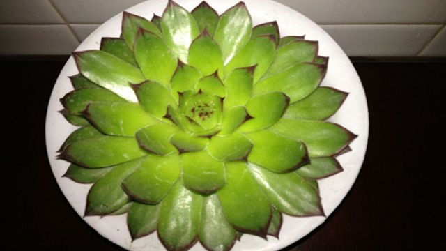 佛座莲四季养护方法 佛座莲四季养护方法