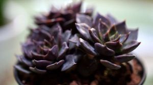 孕妇可以在室内养多肉植物黑王子吗 - 花百科