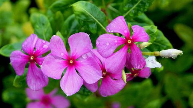 长春花(四季梅)有毒吗