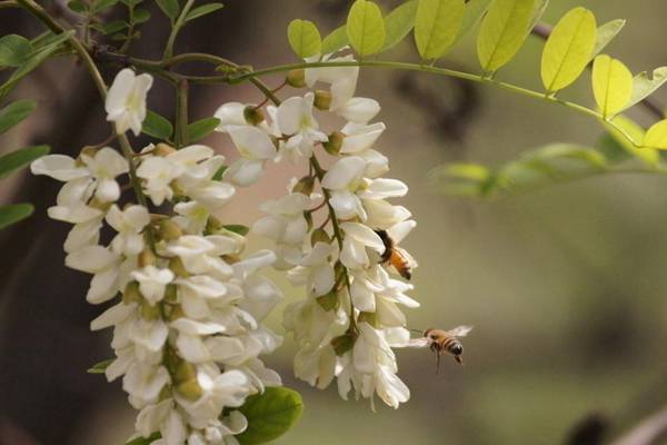 槐花夏季常见虫害及防治方法 槐花夏季常见虫害及防治方法