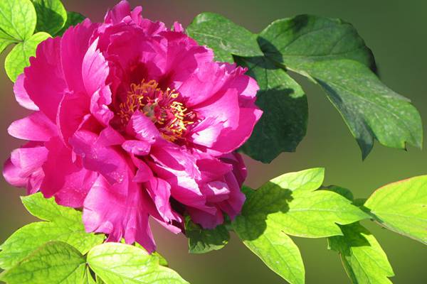 夏季牡丹花干尖怎么办 夏季牡丹花干尖怎么办