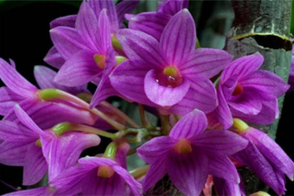红花石斛怎么养 红花石斛怎么养