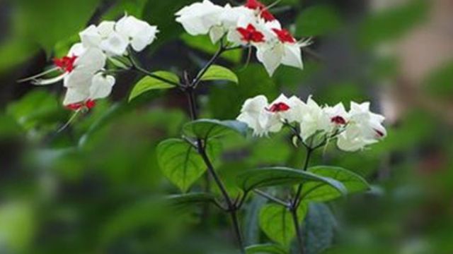 龙吐珠常见虫害及防治方法 龙吐珠常见虫害及防治方法