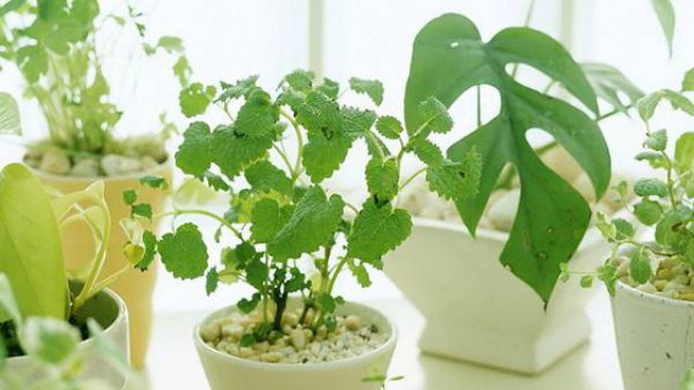 适合摆在家里合适位置的几种植物 适合摆在家里合适位置的几种植物