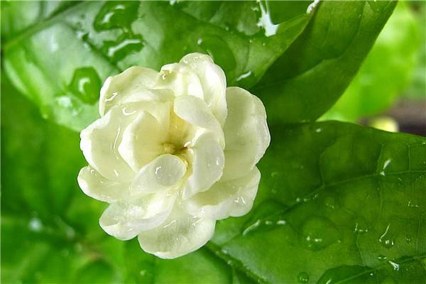 茉莉花种子怎么种 茉莉花种子怎么种