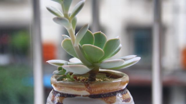 多肉植物怎么繁殖(图) 多肉植物怎么繁殖(图)