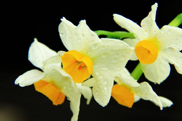 水仙花有毒吗 水仙花有毒吗