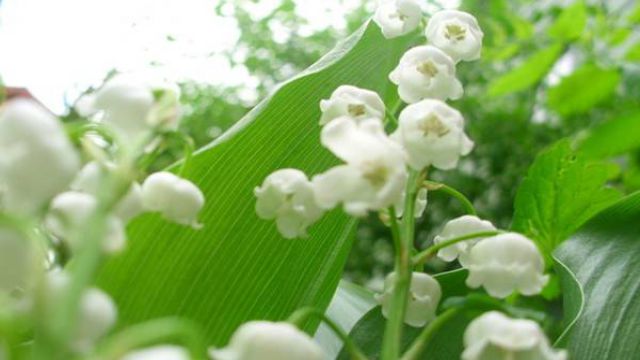 铃兰花语 铃兰花语