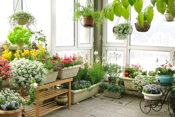 家里变花园,15种花任你选