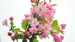 海棠花品种大全