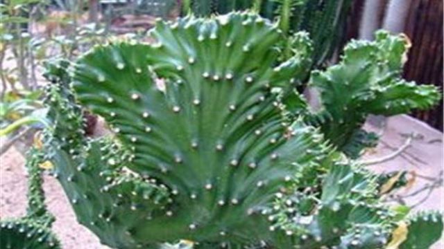 麒麟掌的功效与作用_家居风水植物_麒麟掌有毒是可以