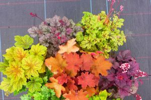 矾根的度夏和越冬 - 花百科