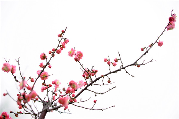 梅花的花语和象征意义
