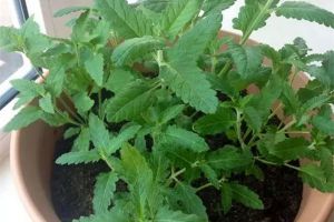 水培绿萝叶子发黄怎么办 - 花百科