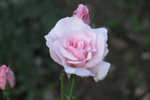 腊梅为什么不开花 - 花百科