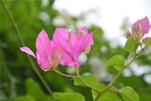 三角梅