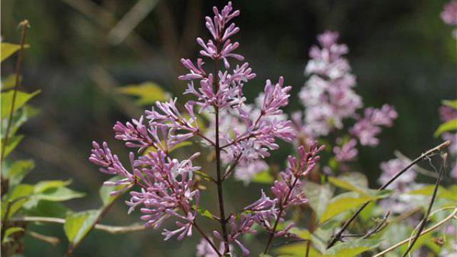 公丁香和母丁香的区别 公丁香