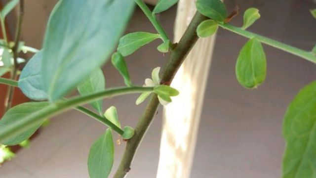 蓝莓的修剪方法 - 花百科