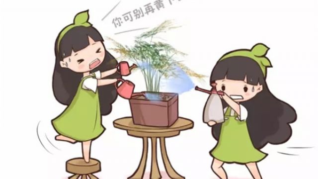 文竹叶子老发黄?咔咔几下,再也没黄过 文竹叶子老发黄?咔咔几下,再也没黄过
