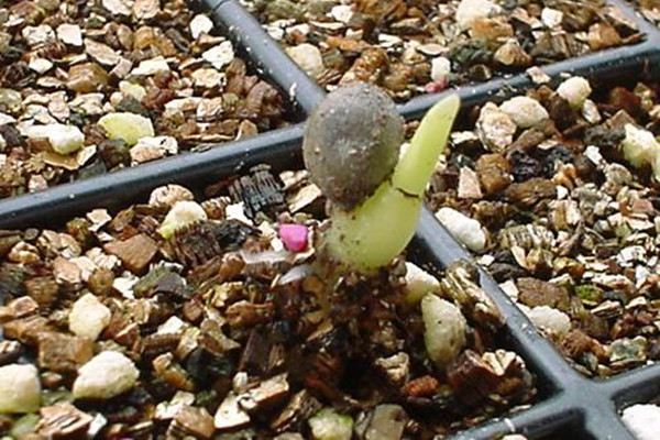 人参种子怎样催芽