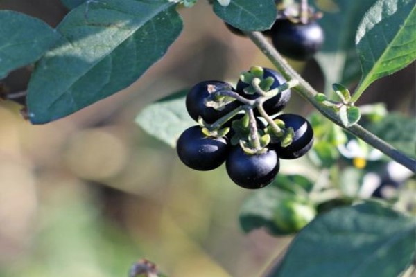 绿植租赁 租摆种类 本文内容 说到龙葵,不仅能吃还能用药,有些地方