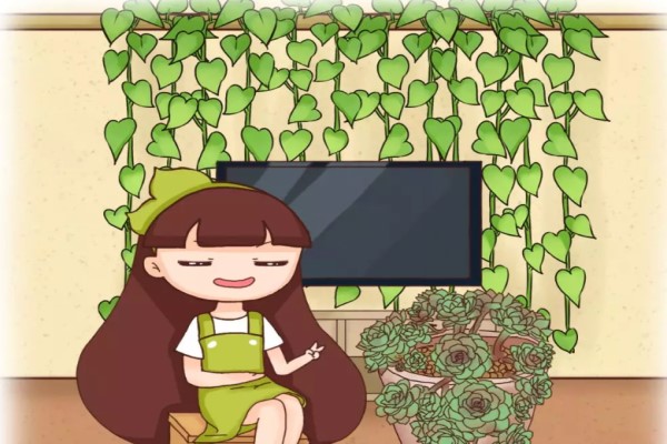 绿萝窜上墙,多肉胖成球,栀子开满枝,服了!