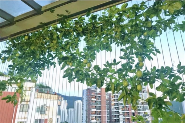 爬藤开花还结果,夏天种1棵,小阳台变百果园!