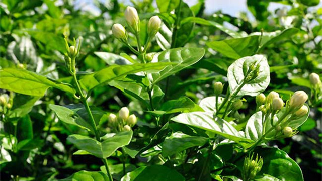 盆栽茉莉修剪方法图解