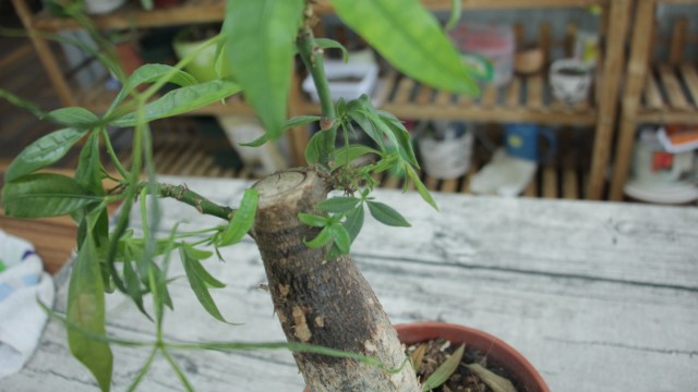 发财树水浇多了怎么办