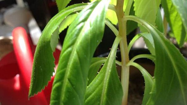 凤仙花叶子蔫了怎么办图片