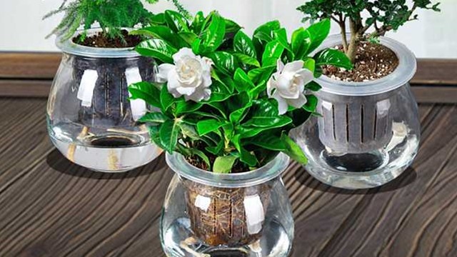 水培栀子花的养殖方法