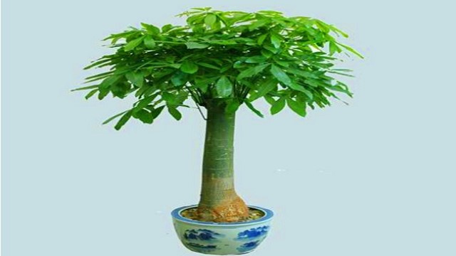 发财树长高了怎么修剪