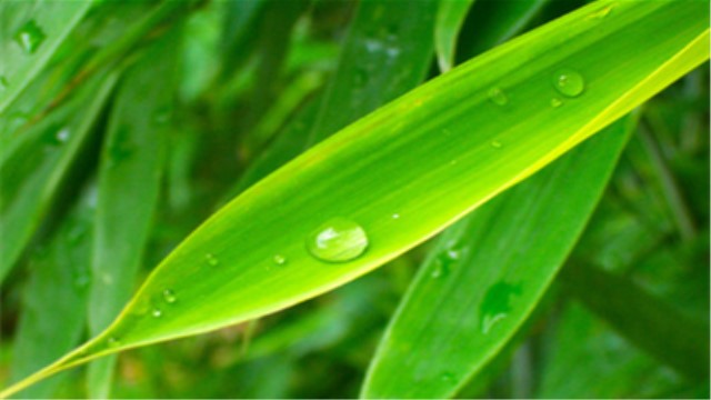 淡竹叶和竹叶的区别