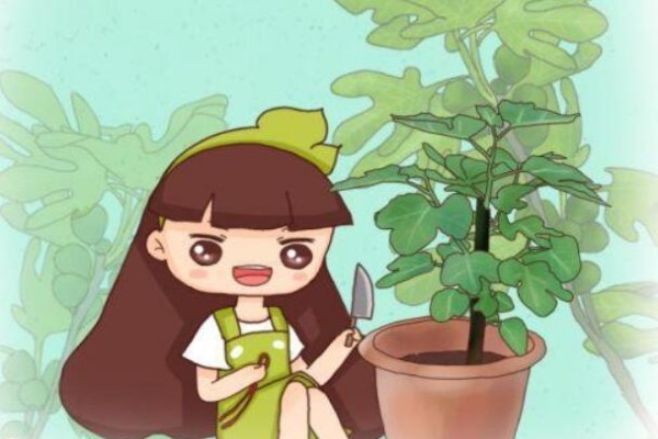 绿萝扎根绳子,叶子长得比脸大,10天窜1米!图片