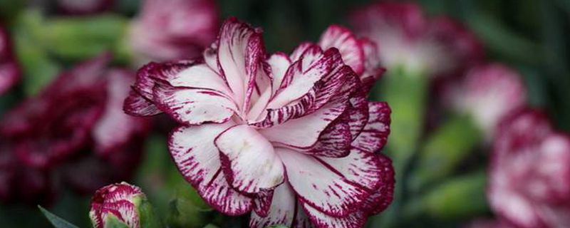 盆栽康乃馨种子怎么种(什么季节种植,好发芽吗