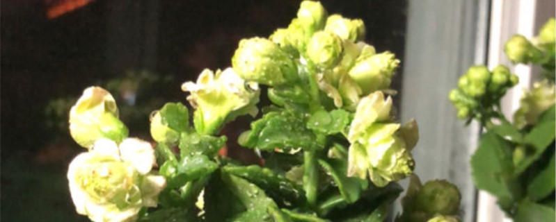 长寿花绿巴黎养殖窍门