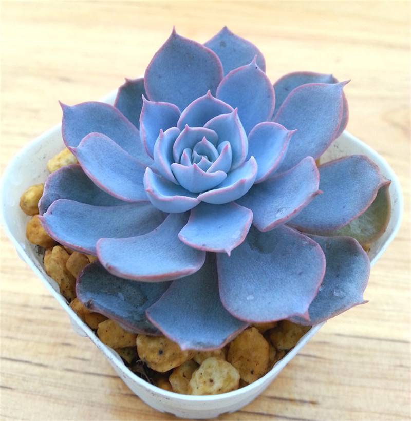 百花图谱 多肉图谱 蓝色妖姬蓝石莲  蓝石莲是景天科石莲花属多肉,有