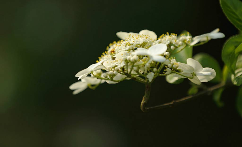 琼花之名本是泛指开着美丽花朵的花卉,后人将琼花的花语一般认为是