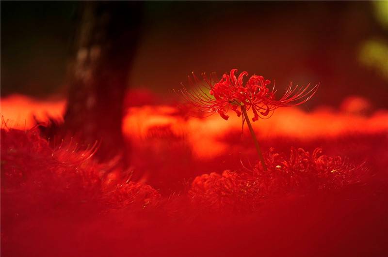 花与叶永难相见——彼岸花